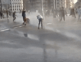 ChiefImpossibleFrillneckedlizard max 1mb