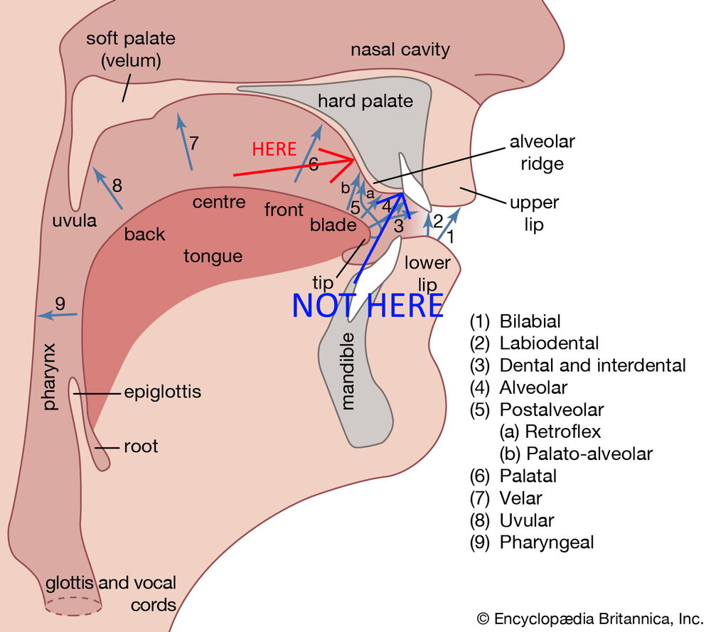 Diagram human vocal organs location places speech