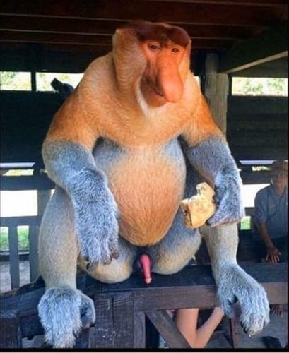 Gibbon man  20201208 1