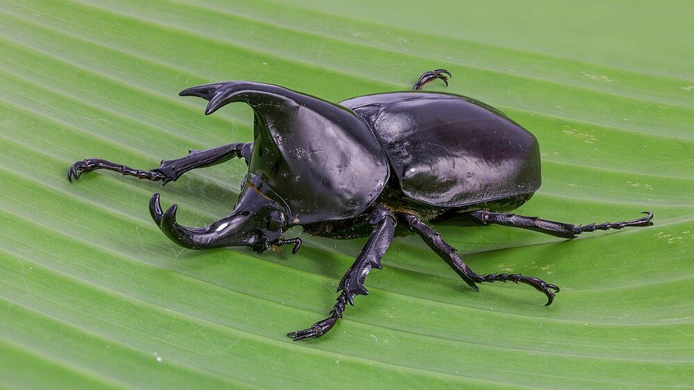1200px Xylotrupes socrates Siamese rhinoceros beetle