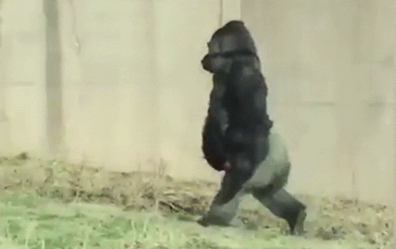 Gorilla