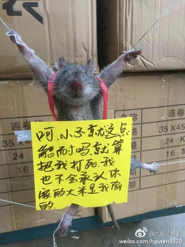 Rat1