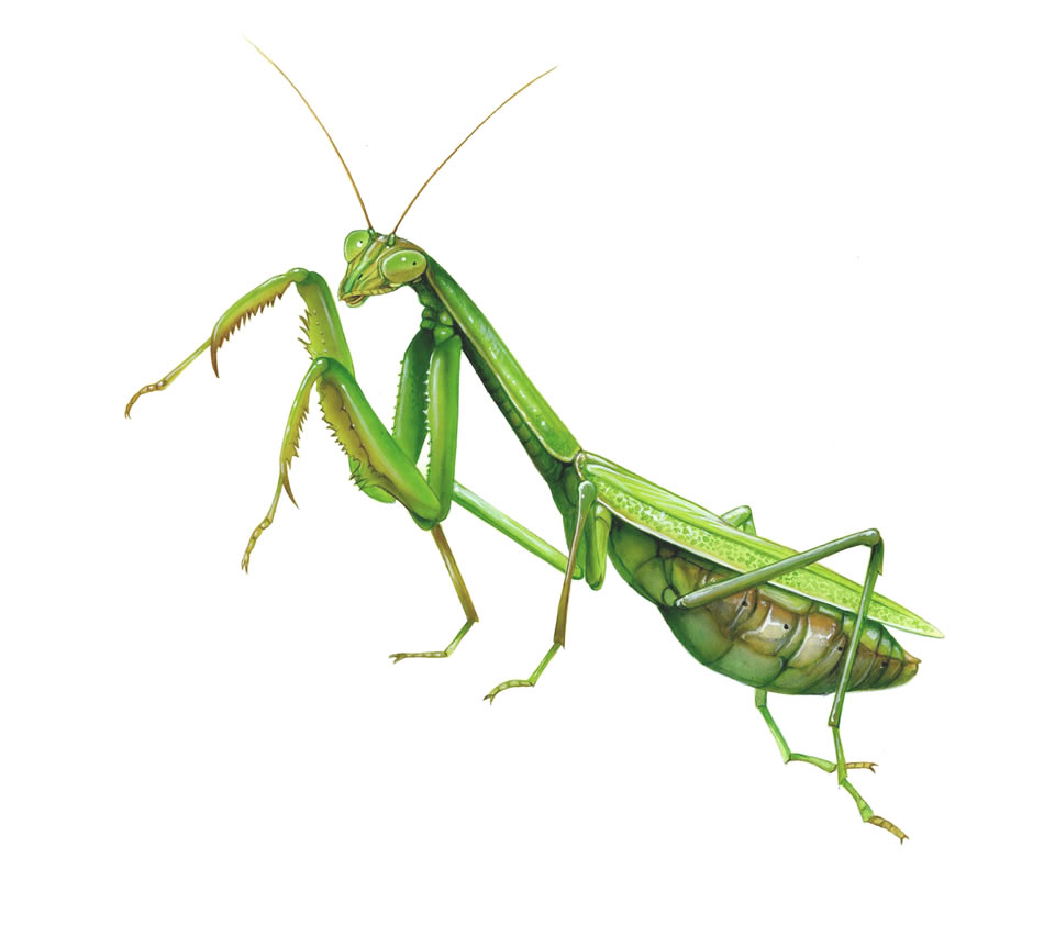 Praying Mantis 300 dpi