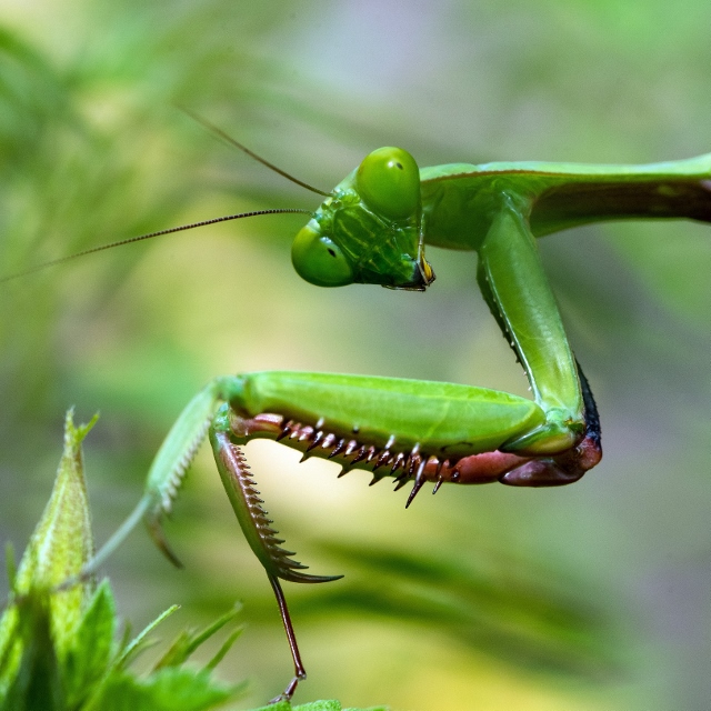 Prayingmantis 640x640
