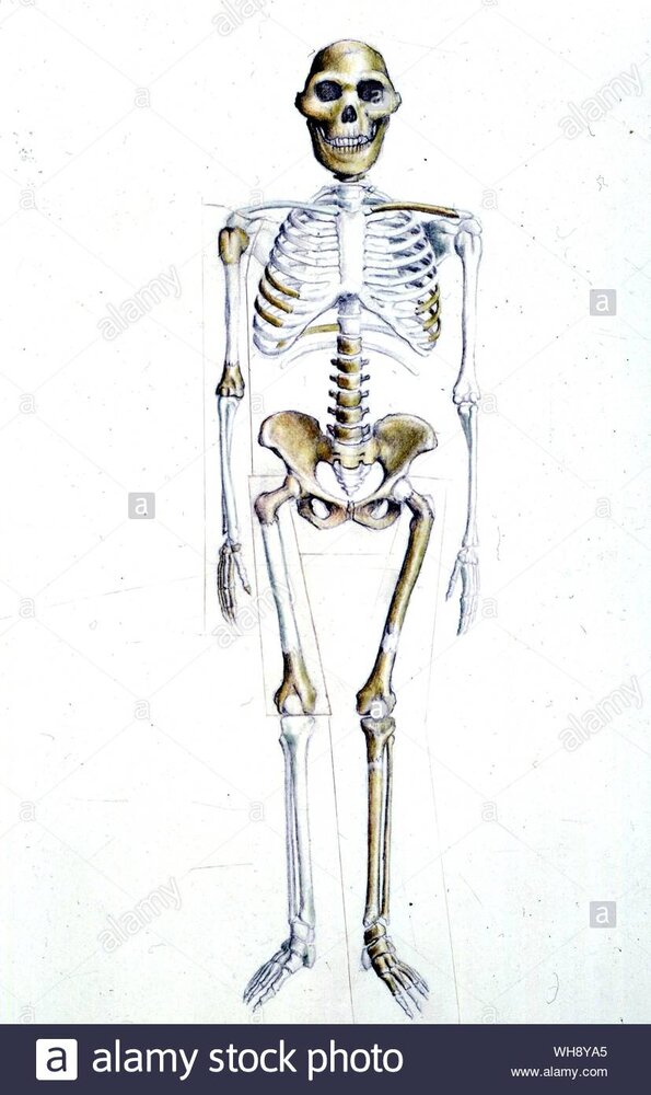 Skelton of australopithecus africanus WH8YA5