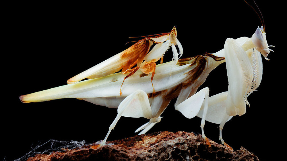 06OBSMANTIS videoSixteenByNineJumbo1600