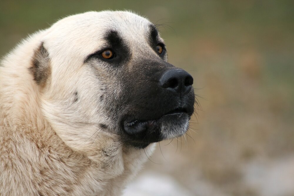 Kangal