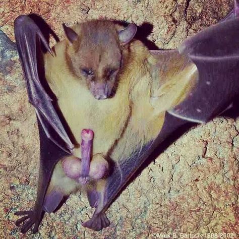 334f7698d9d6425288ecd17db5d06162  bats