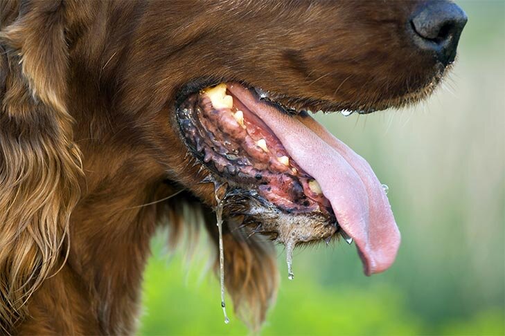 Irish setter closeup of mouth drooling
