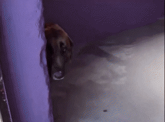 AmusedWarpedAfricanwilddog size restricted