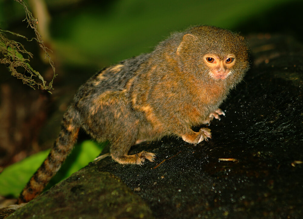 Dvrgsilkeabe Callithrix pygmaea