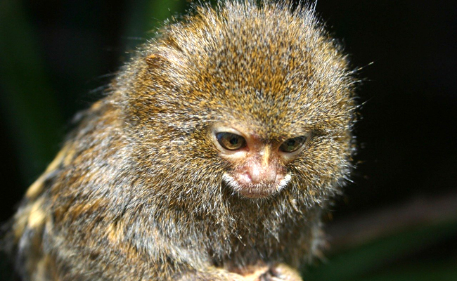 Ouistiti 111157 650 400