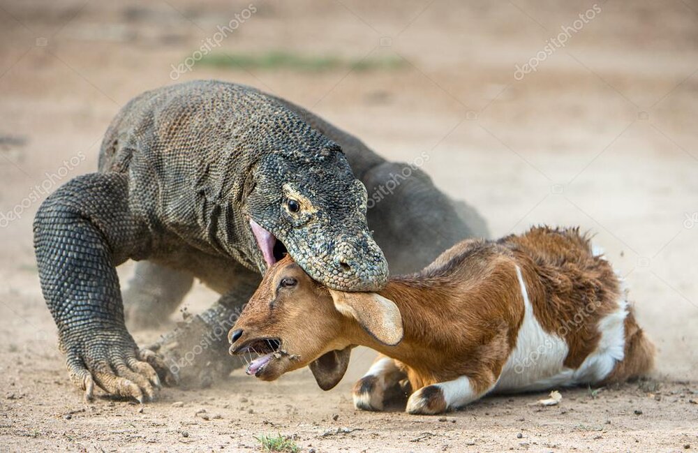 Depositphotos 123668552 stock photo the comodo dragon attacks the 2