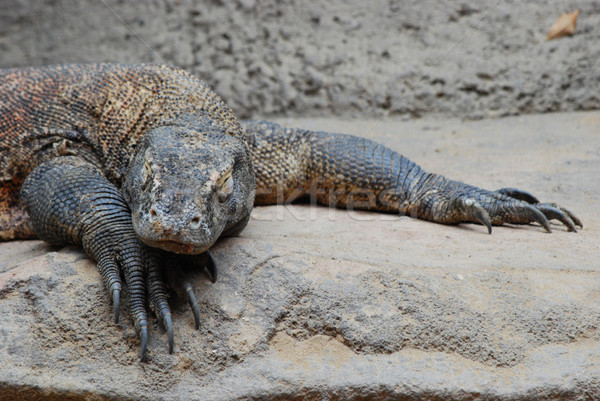4426369 stock photo comodo dragon