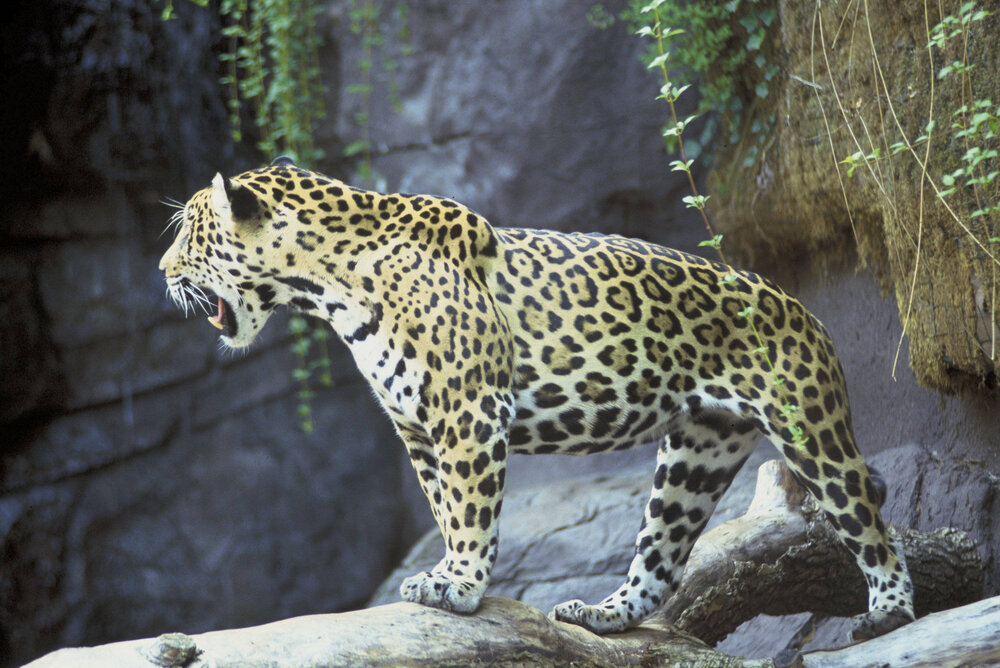 Jaguar animal panthera onca
