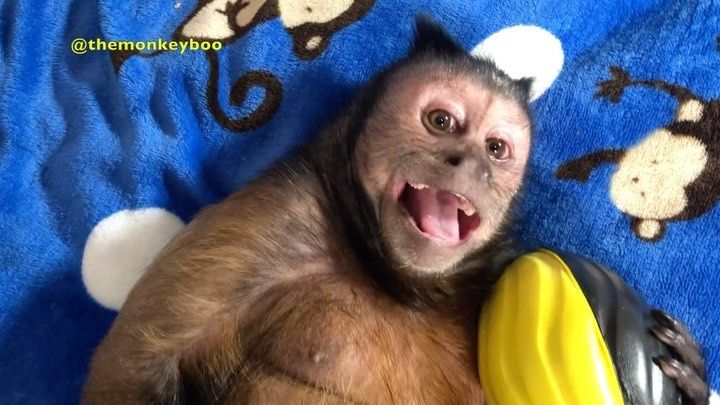Monkeyboo Monkeyboo