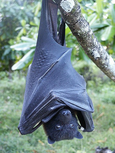 Mariana fruit bat