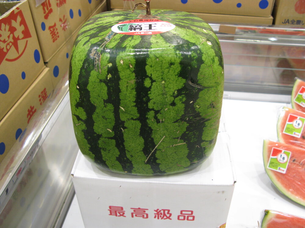 Square watermelon1
