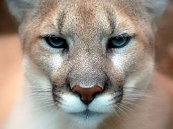 250px Cougar closeup