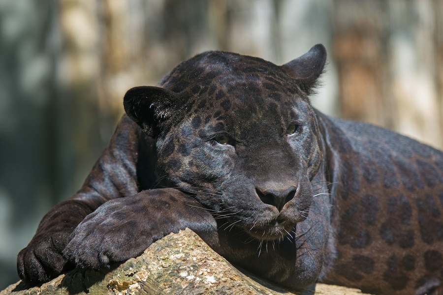 Black Leopard Mauling Florida