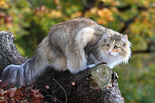 Chat norvegien 1