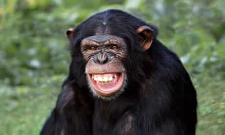 A chimpanzee baring its t 009