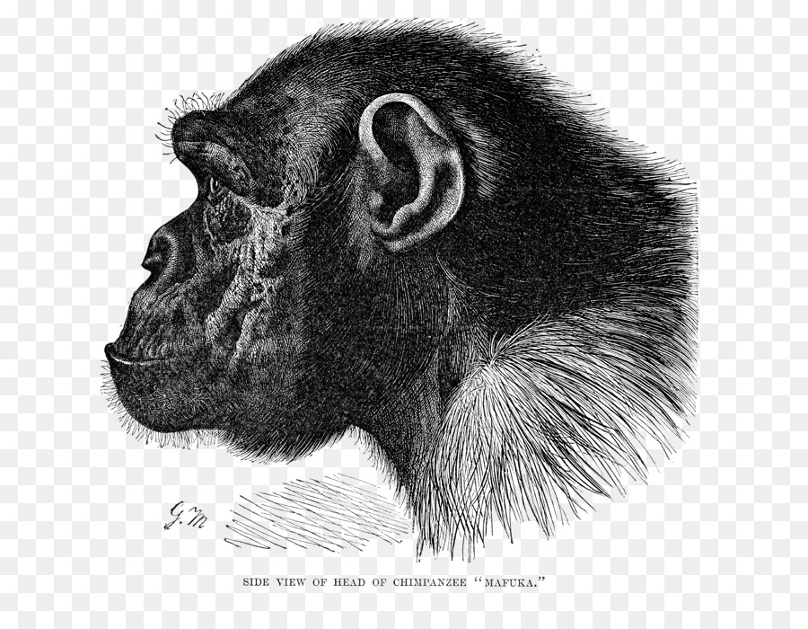 Kisspng great apes gorilla common chimpanzee bonobo primat chimpanzee 5ac21072ae1922991706541