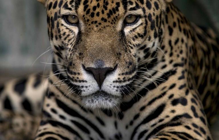 768x492  46x40 a jaguar an endangered species at the center of rescue of the wild fauna of nic