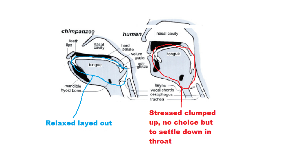 Midsagittal sections through chimpanzee left and human right head Note the external