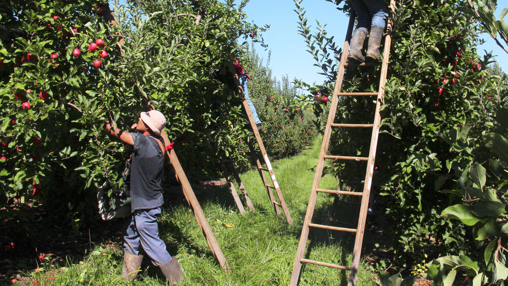 Apple pickers 2 wide 44df9eb2661196bba19d382b83ab0c4e8be39074