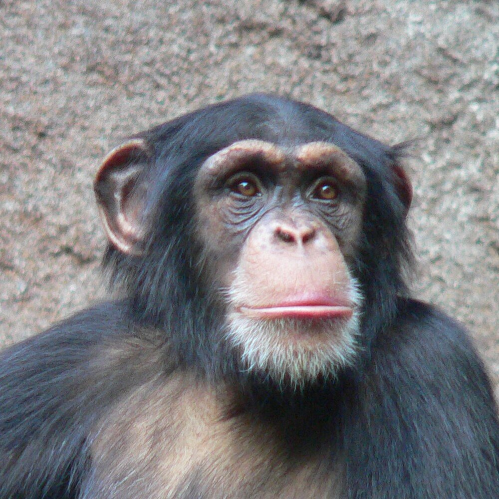 Chimpanzee Head