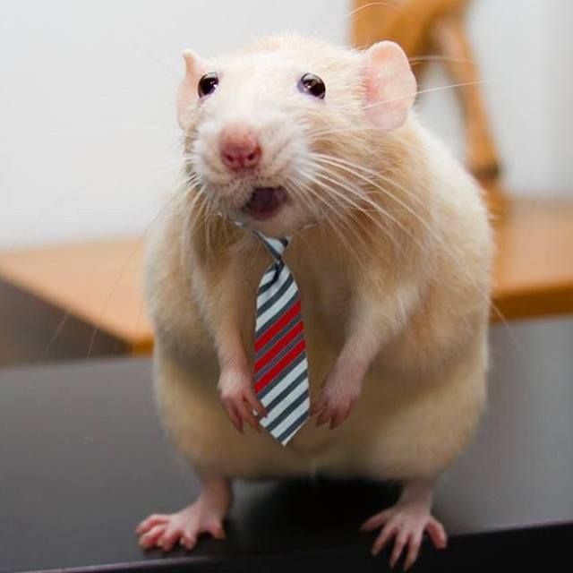 B9a13b781fa73a31d0d1434f8d1e46dd