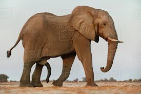 Image result for elephant penis