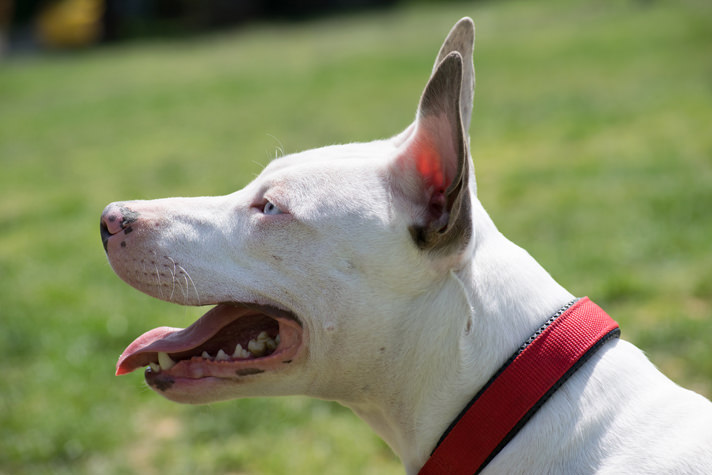Pit bull side profile TS 478955716