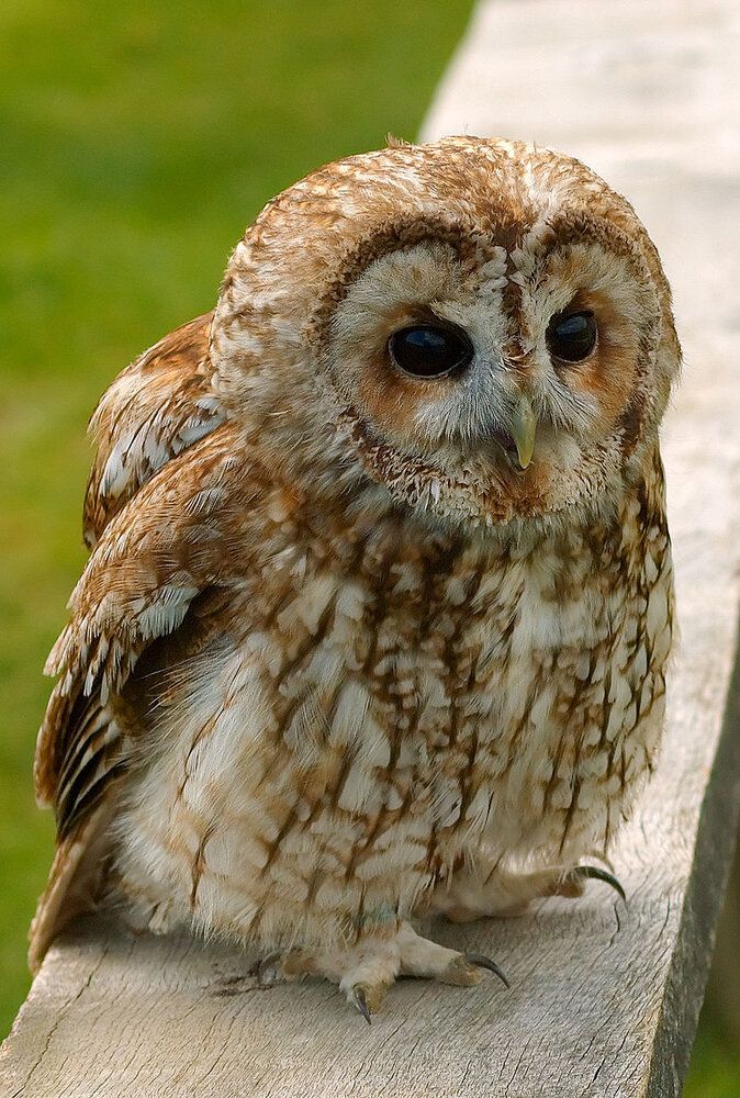 800px Tawny wiki