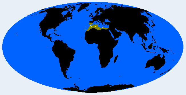 Canarid