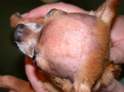 Bald dog