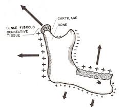 Image result for mandible growth