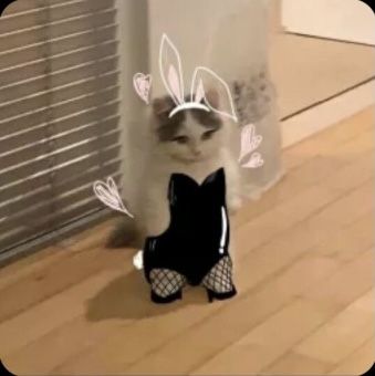 E6e6dc96601813dbdcda16ff9f7591c6