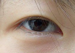 250px Epicanthic KR02