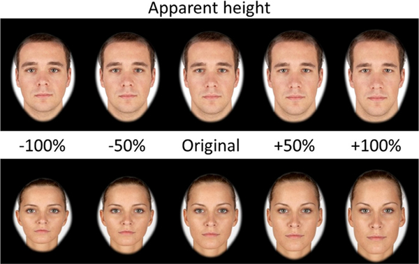 Apparent height and attractiveness faces