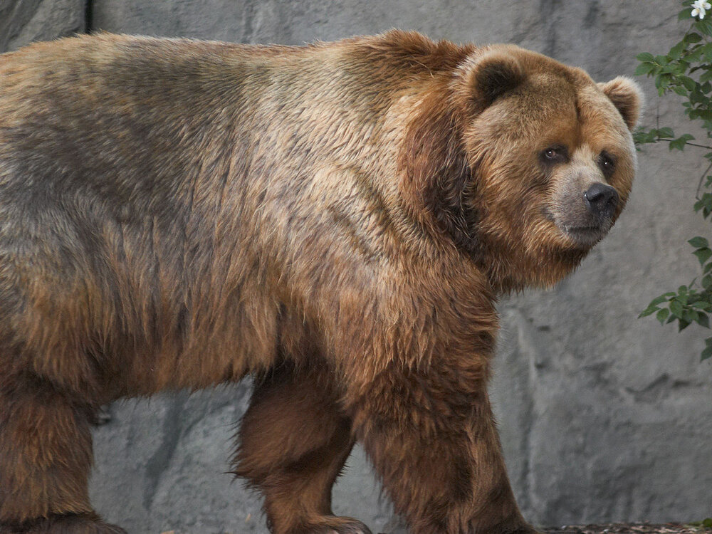 1200px Kodiak bear in germany