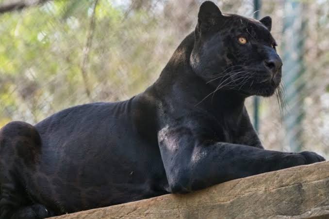 Images 1   2021 02 04T090539855