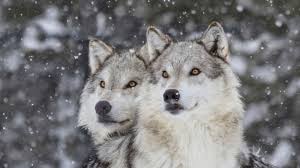 10 Monogamous Animals That Just Want To Settle Down | Mental Floss