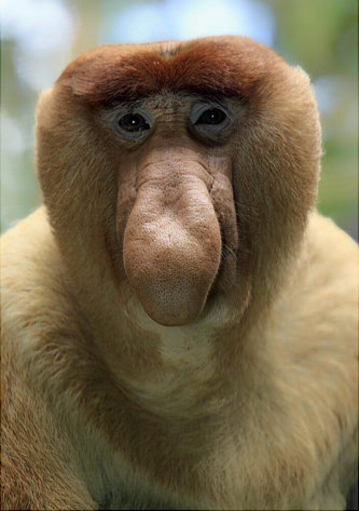 Proboscis monkey