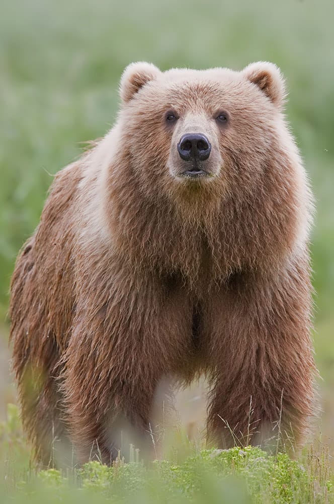 2010 brown bear