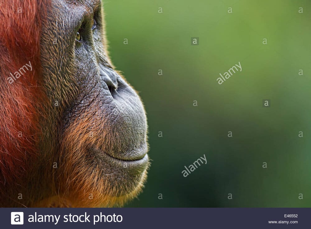 Bornean orangutan pongo pygmaeus wurmbii female tutut head portrait E46552
