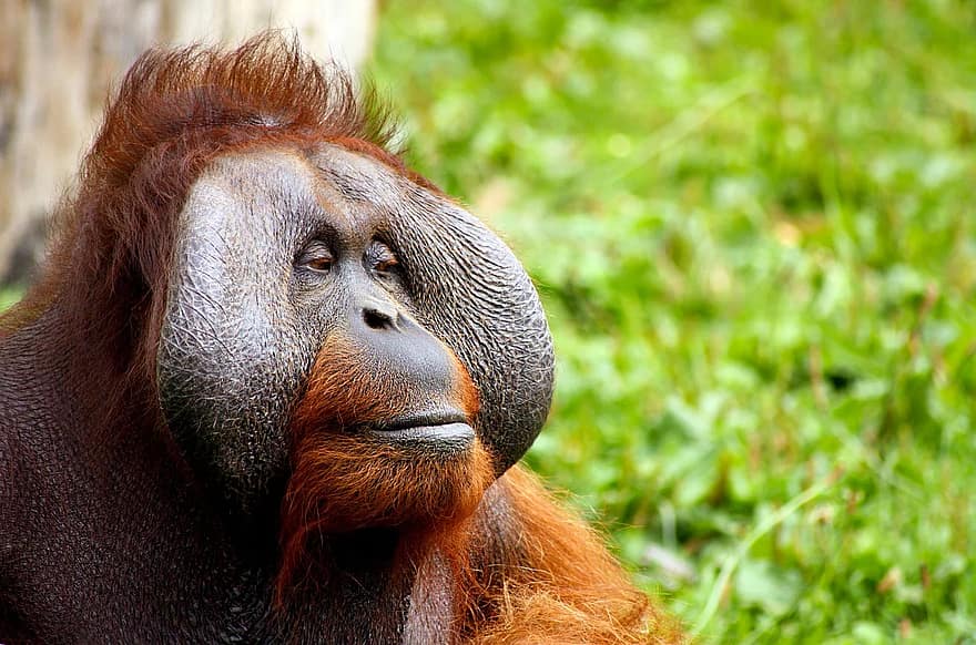 Monkey orangutan animal face hair gagio red tawny wild