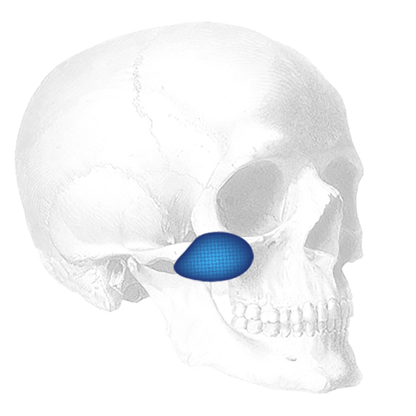 Skull CTMS