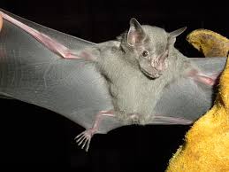 Jamaican fruit bat | Fruit bat, Bat, Jamaicans